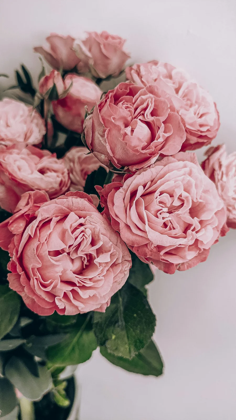 Red roses